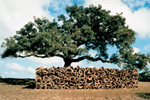 cork trees