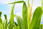 Corn field
