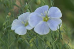 flax flower