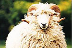 sheep